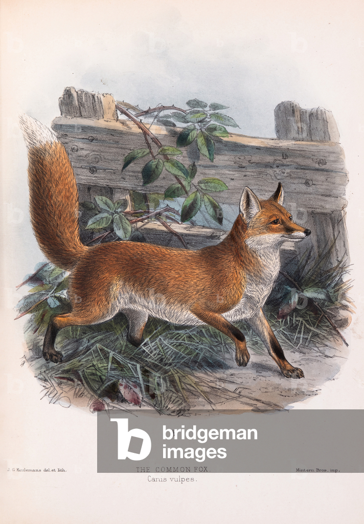 Volpe comune, 1890 (lastra)