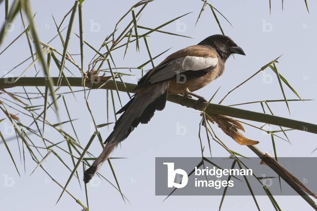 Image of Photography depicting Indian Treepie (Dendrocitta Vagabunda)