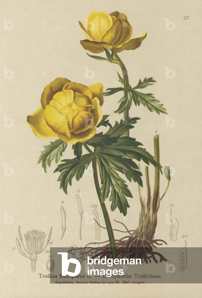 Fiori di globo (Trollius Europaeus) (colore lito)