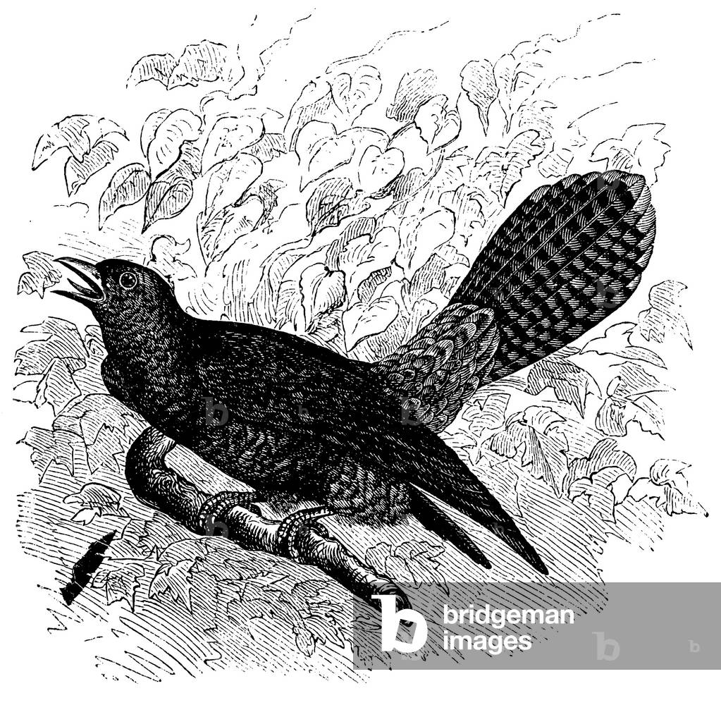 Bild von Gravur "Kuckuck", b/w