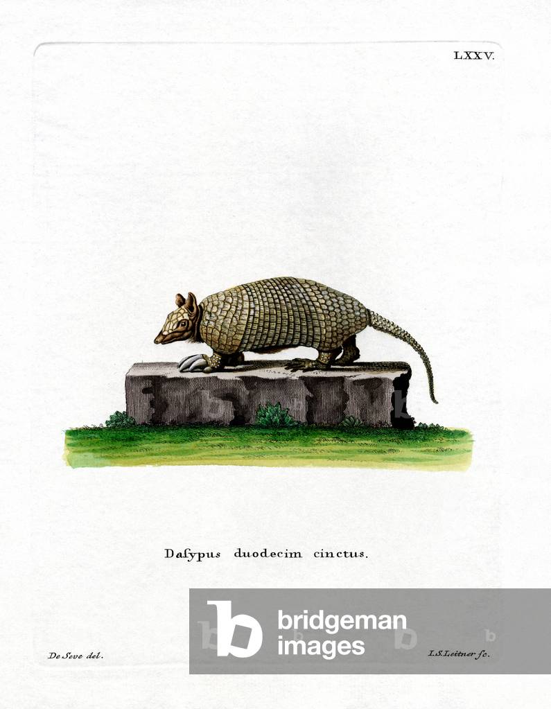 Immagine di Incisione "Armadillo a dodici bande (incisione colorata)" di German School