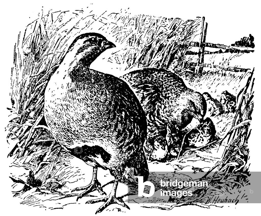 Bild von Gravur "Rebhuhn", b/w