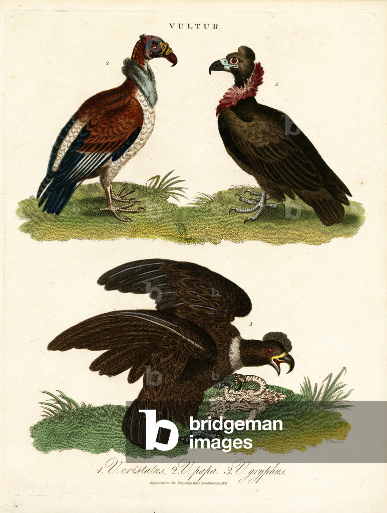 Vultures, 1810 (print)