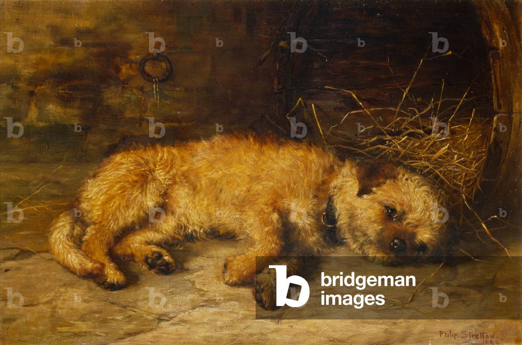 Un cucciolo di Border Terrier, 1884 (olio su tela)
