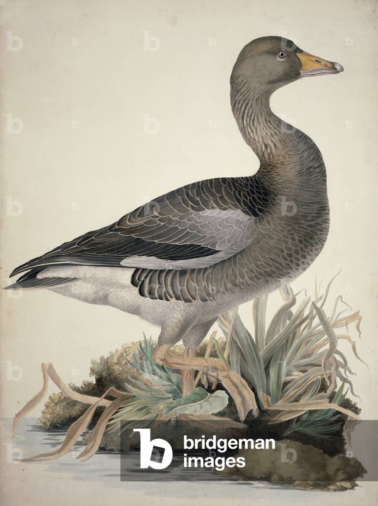 Immagine di Stampa "Anser anser" di William MacGillivray
