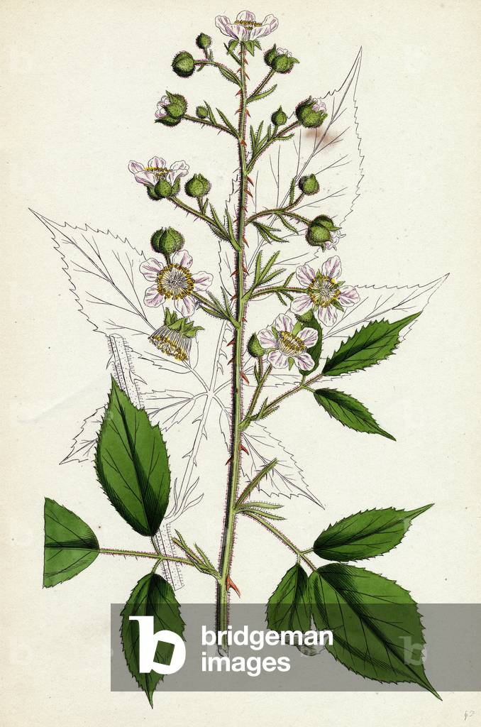 Image of Engraving depicting Rubus Radula File-Stemmed Bramble