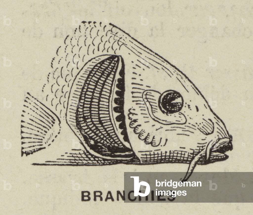 "Branchies (incisione)" 1801 di French School