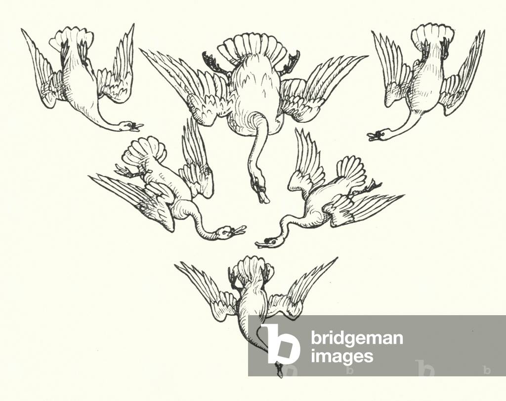 I sei cigni (incisione)