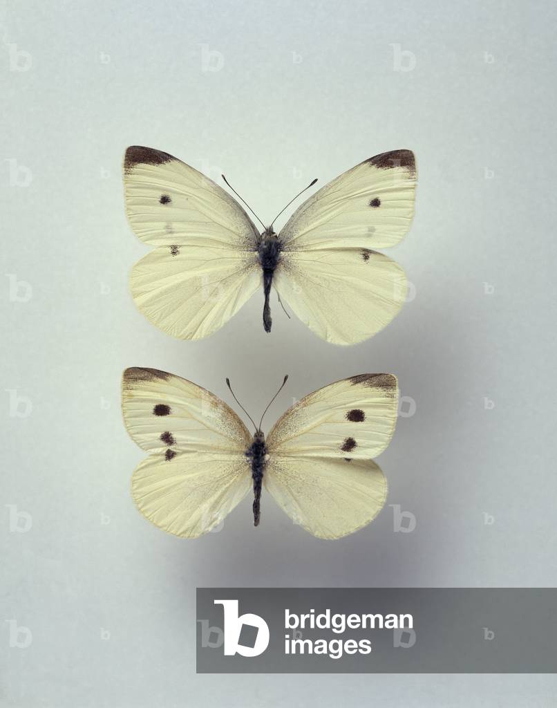 "Pieris rapa"