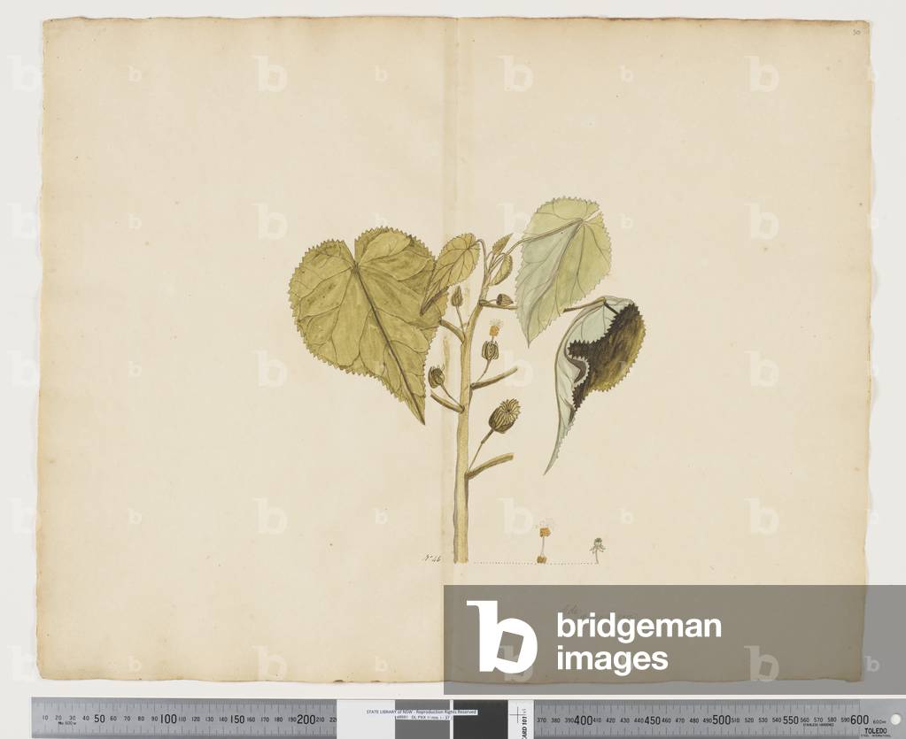 "F.30 Abutilon julianae" 1790 von John Doody