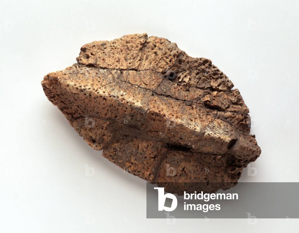 Nodule de peau d'ankylosaure