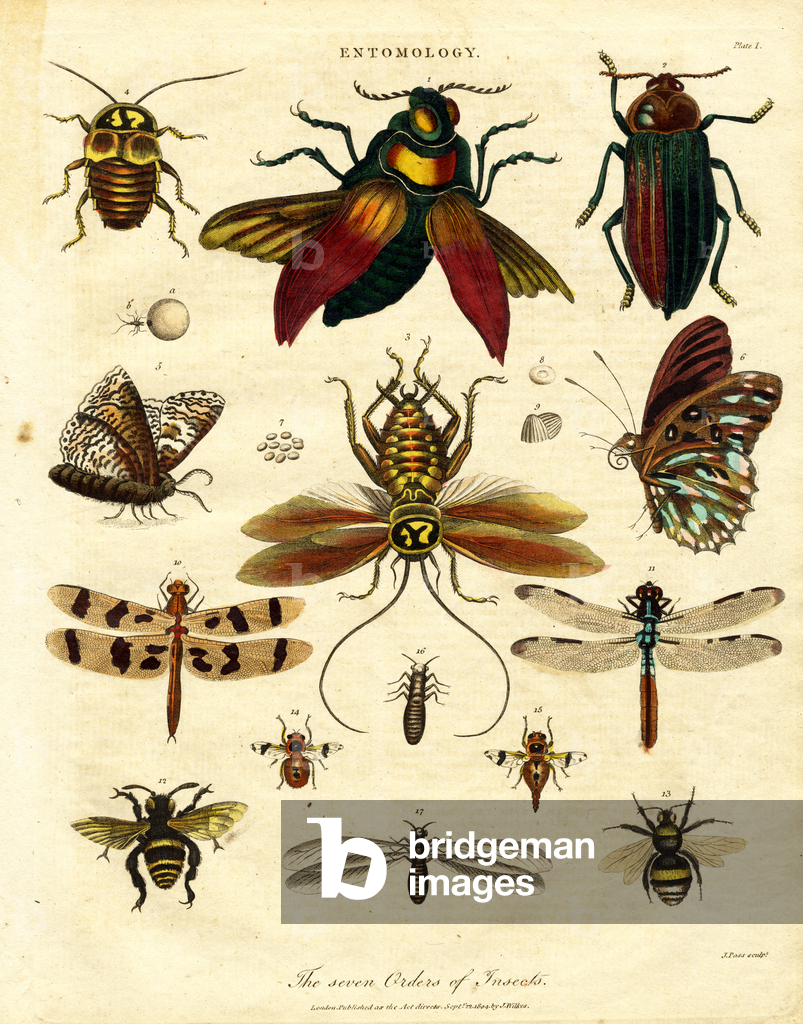 First Insect Order Image of The Seven Orders of Insects, 1810 (print) by Pass, John (c ...
