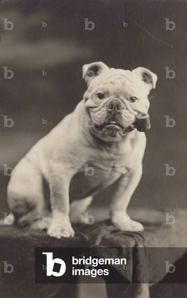 Bild von Fotografie "Bulldogge auf einem Tisch sitzend und Pfeife rauchend (s/w Foto)" von English Photographe