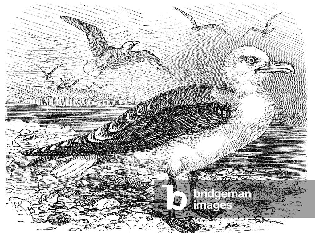 "Heringsmöwe" 1881, b/w