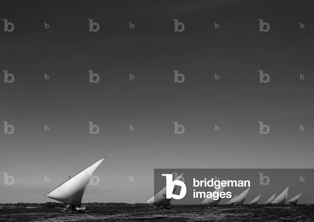 Dhows segeln in einer Reihe, Dhow Rennen während Maulidi Festival, Lamu, Kenia, Afrika (Foto)