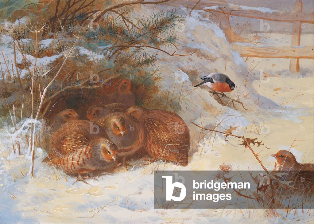 Immagine di Disegno "Mattina gelida" 1899 di Archibald Thorburn