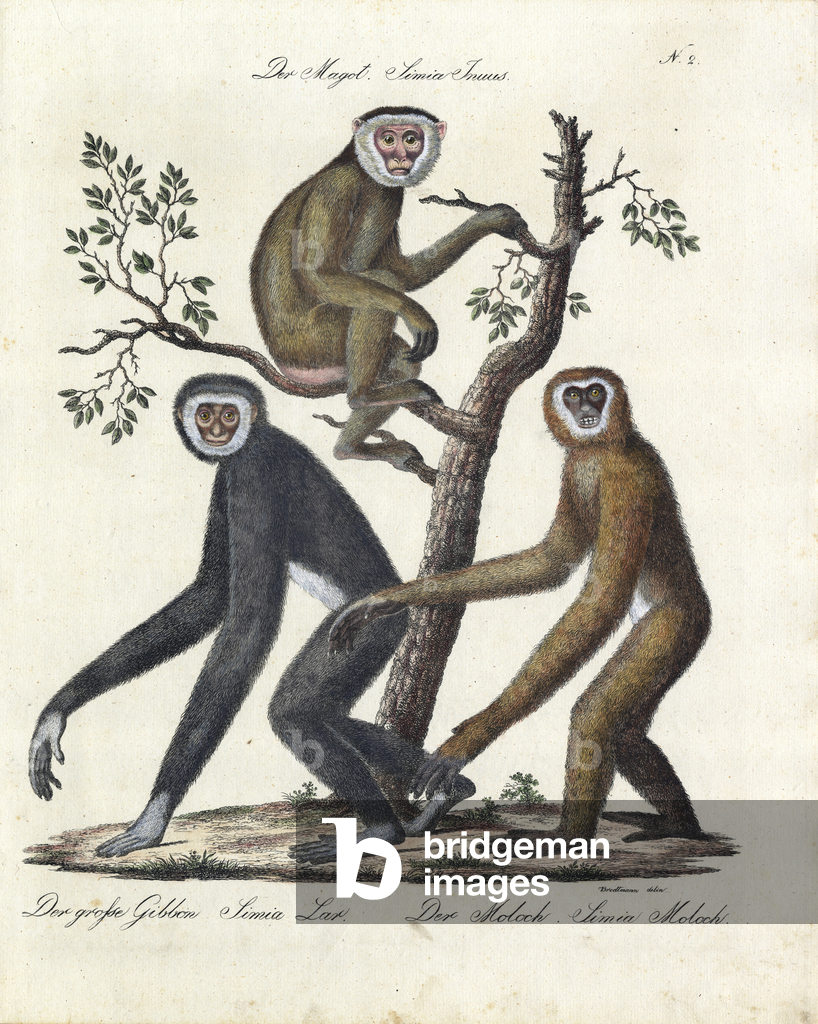 Varie specie di scimmie (stampa)