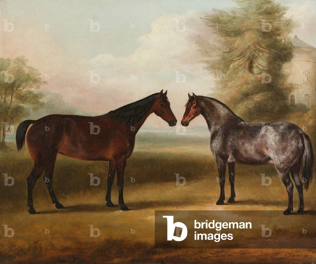 Image of Painting depicting A Pair of Horses by William Henry Davis