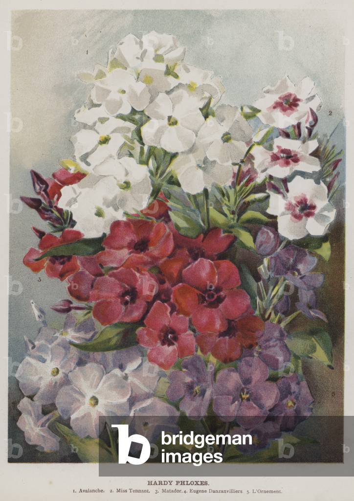 Hardy Phloxe (Chromolitho)