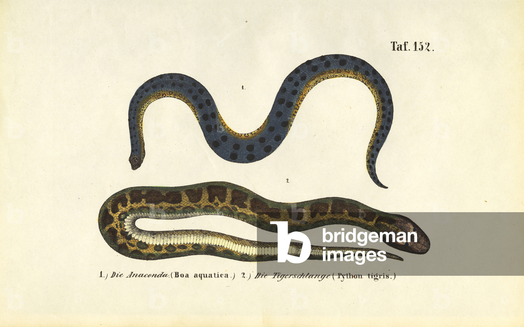 Immagine di Incisione "Anaconda e pitone indiano" 1850 di J. W. Tenhaeff