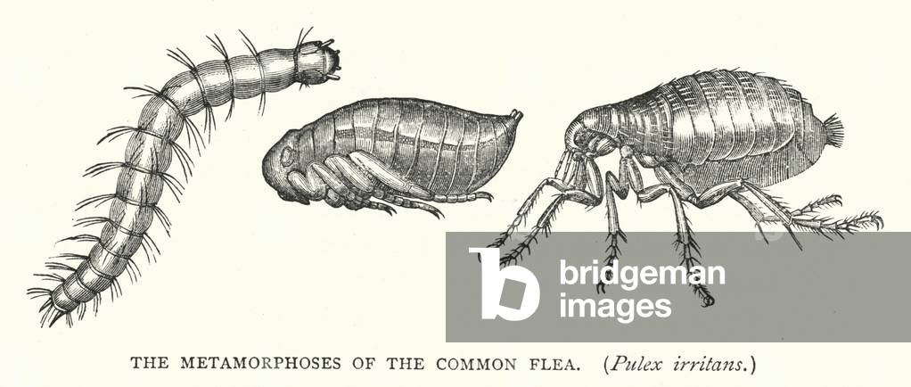 "Le metamorfosi della pulce comune" di English School, b/w