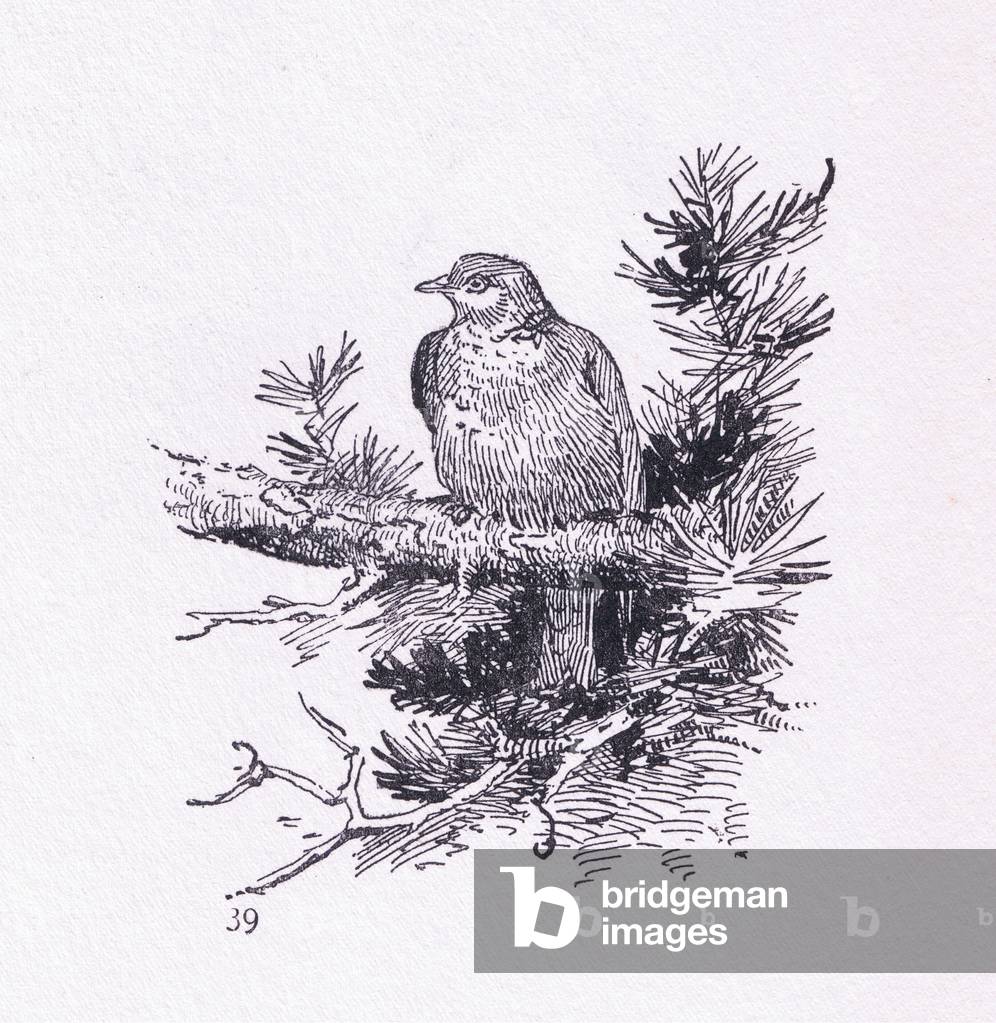 Wood Pigeon in tree, Birds One should Know herausgegeben von Gay and Hancock, 1950 (litho)