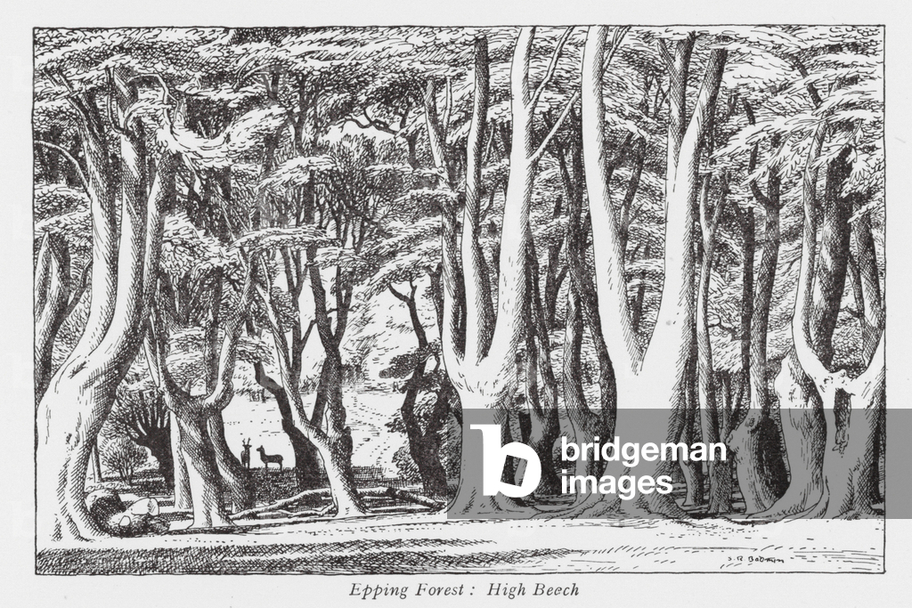 Foresta di Epping: Faggio alto (litografia)