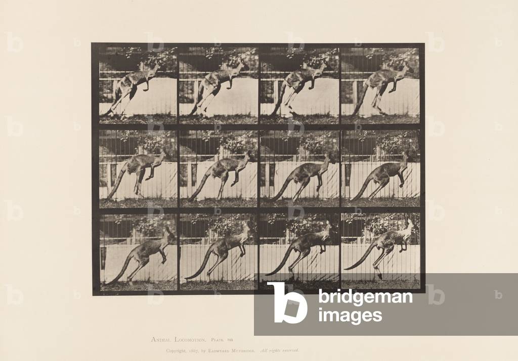 Immagine di Fotografia "Targa 753. Canguro; Salto" 1885 di Eadweard Muybridge, b/w