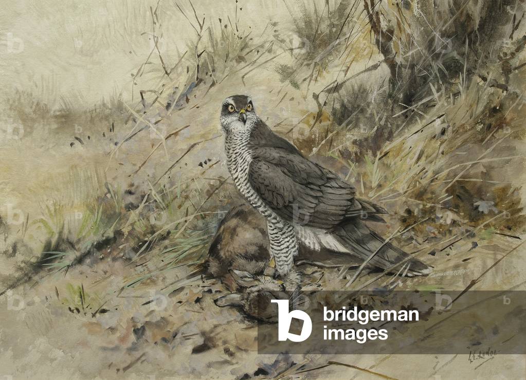 Image of Painting depicting Helga a Goshawk on Rabbit by George Edward Lodge