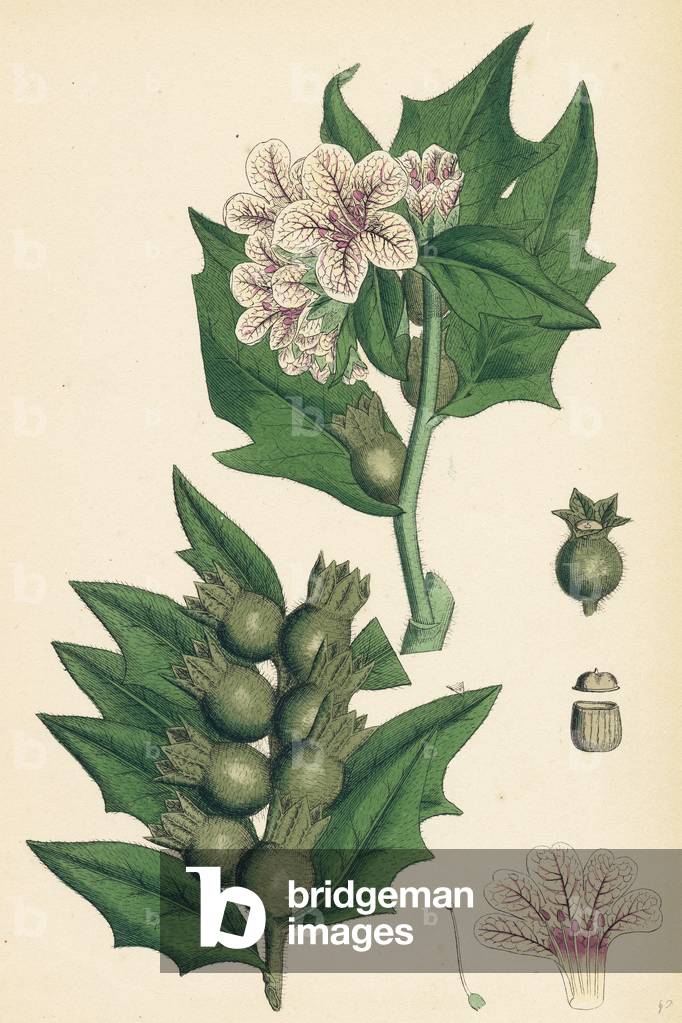 Hyoscyamus Niger Common Henbane-