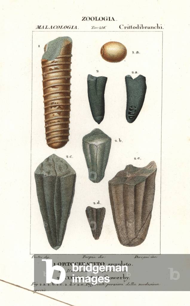 Extinct marine creatures
