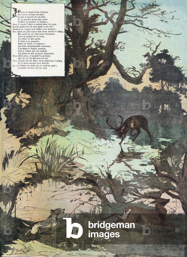 I cervi che si vedono nell'acqua