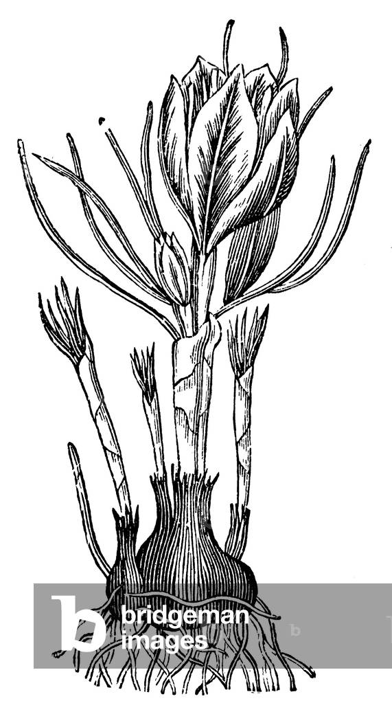 Bild von Gravur "Safran", b/w