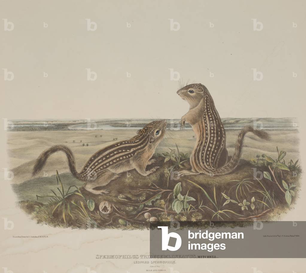 Immagine di Stampa "Spermophilus Tridecemlineatus (Due scoiattoli leopardo)", 1844 di John James Audubon