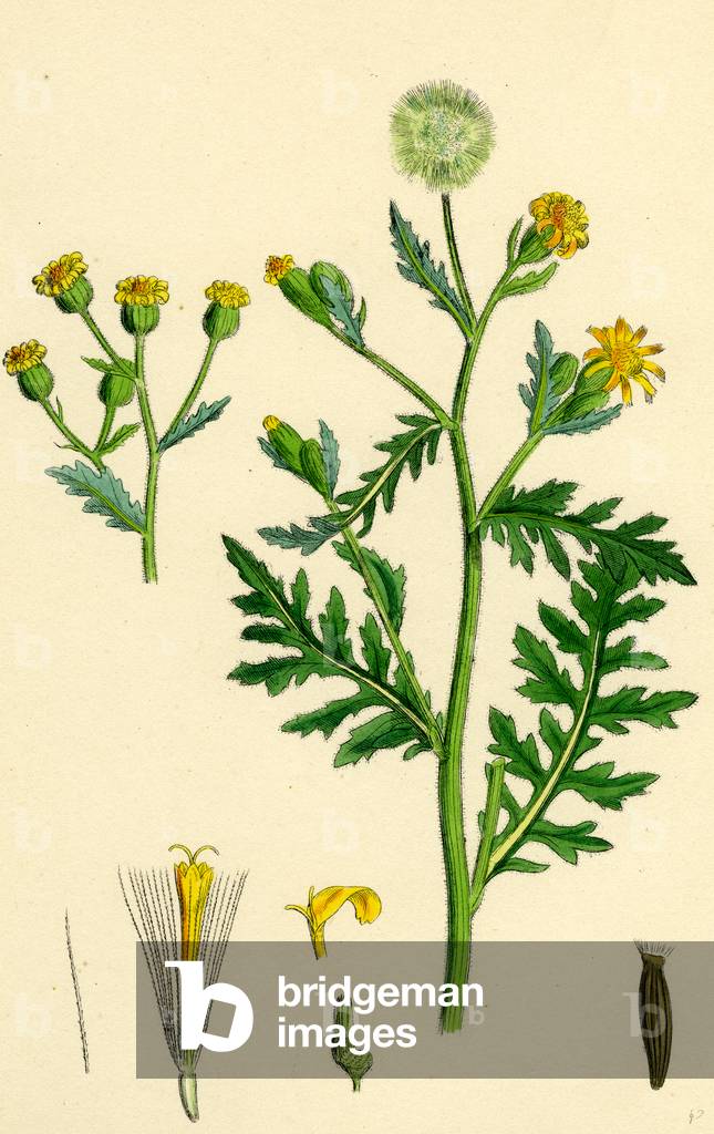 Image of Engraving depicting Senecio Viscosus Stinking Groundsel