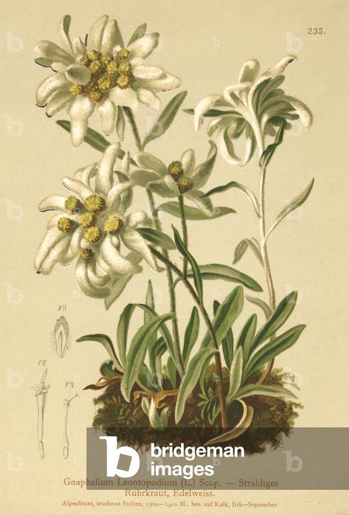 Edelweiss (Gnaphalium Leontopodium by German Artist