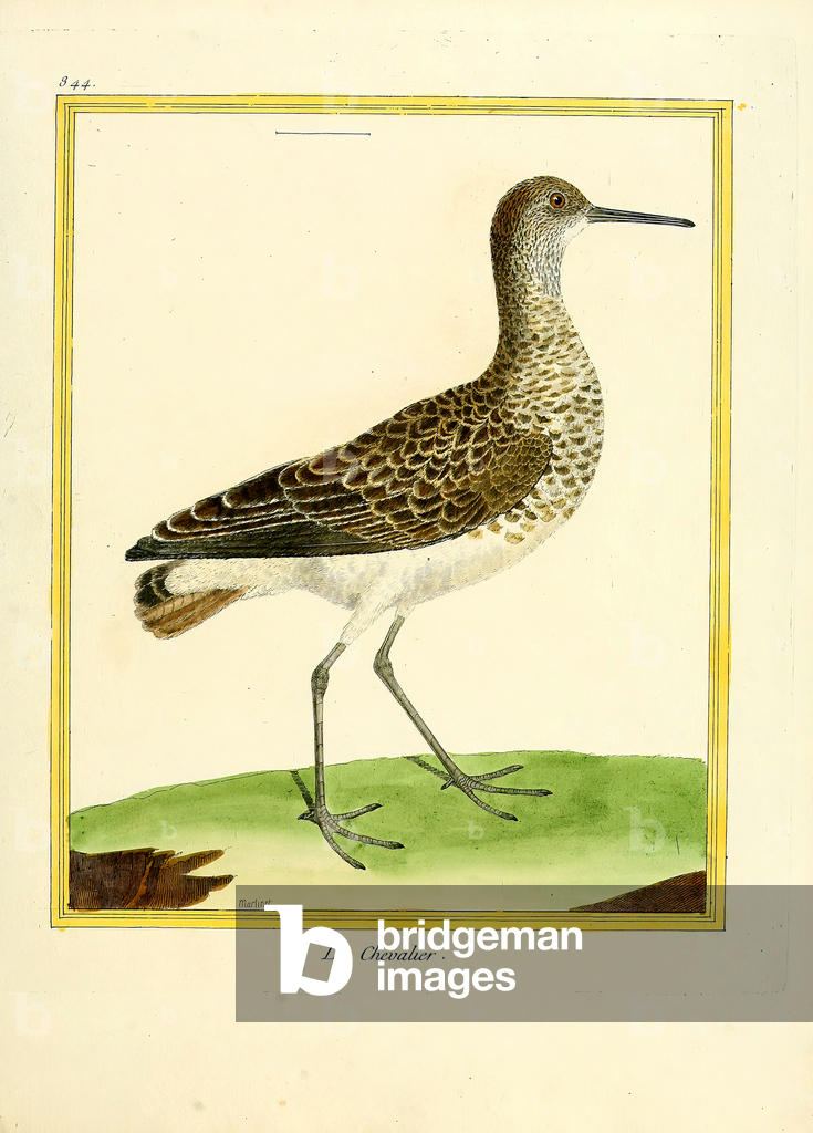 Ruff (stampa)