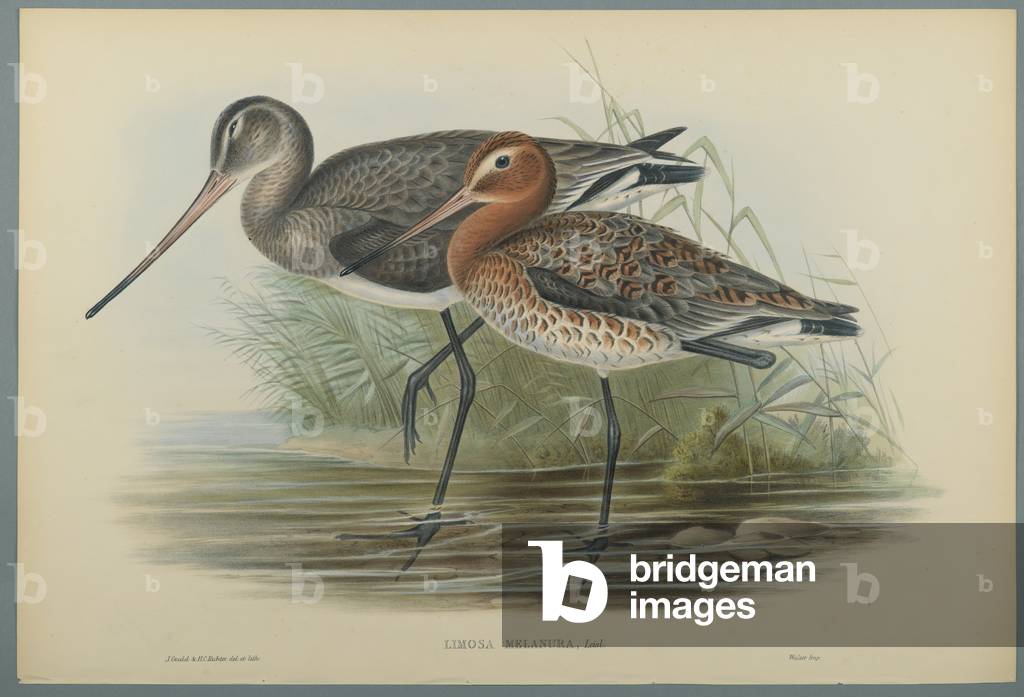 Bild von Druck "Lurinosa Melanura (Farbe litho auf gewebtem Papier)" von John Gould