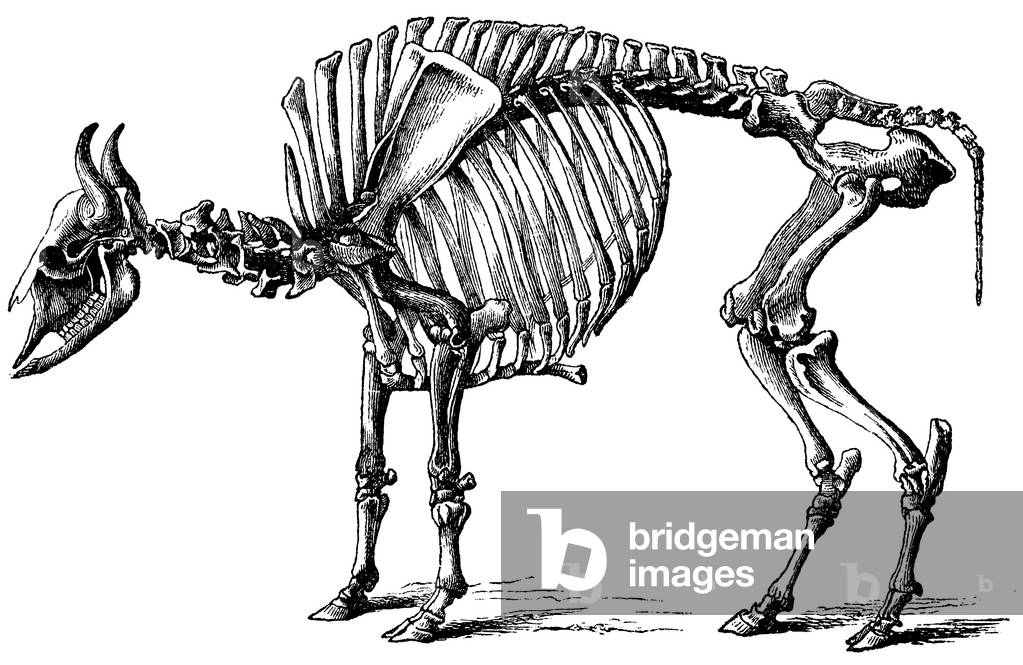 Image of Engraving depicting Domestic Cattle: skeleton, b/w