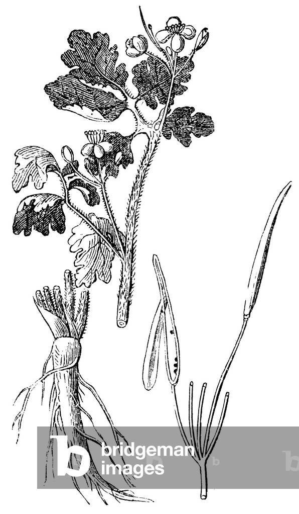 Bild von Gravur "Celandine", b/w