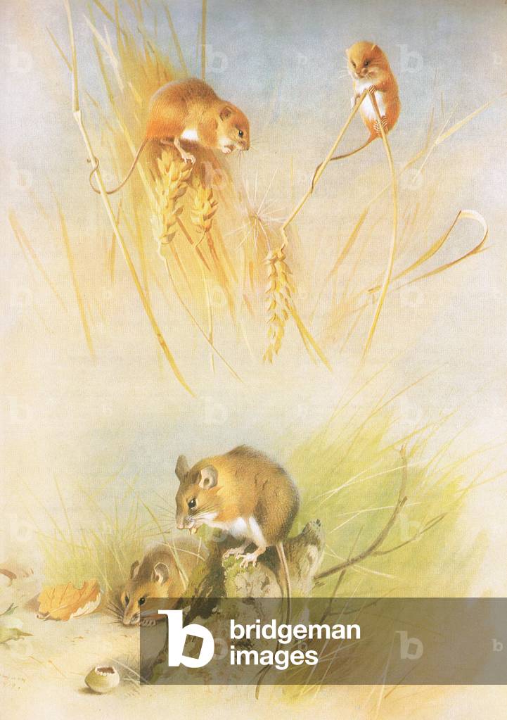 "Raccolto topo e topo di legno" di Archibald Thorburn
