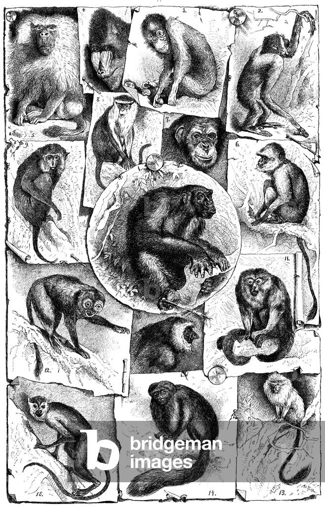 Immagine di Incisione "Collage: I. Scimmie del Vecchio Mondo. 1 Gorilla 2 Gibbon", b/w