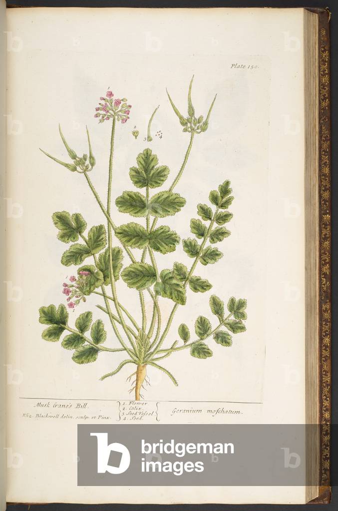 Bild von Gravur "Teller 150" 1737 von Elizabeth Blackwell