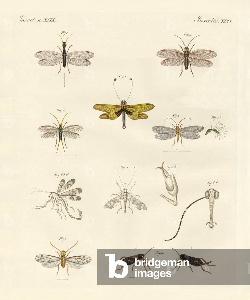 Insetti strani (incisione colorata)