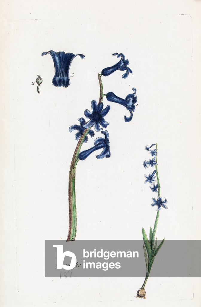 Image de Estampe représentant Hyacinthe 1776 par Unknown artist