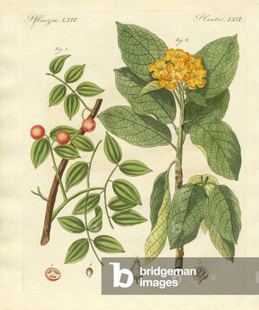 Image of Engraving depicting Medical plants (coloured engraving) by German Artist