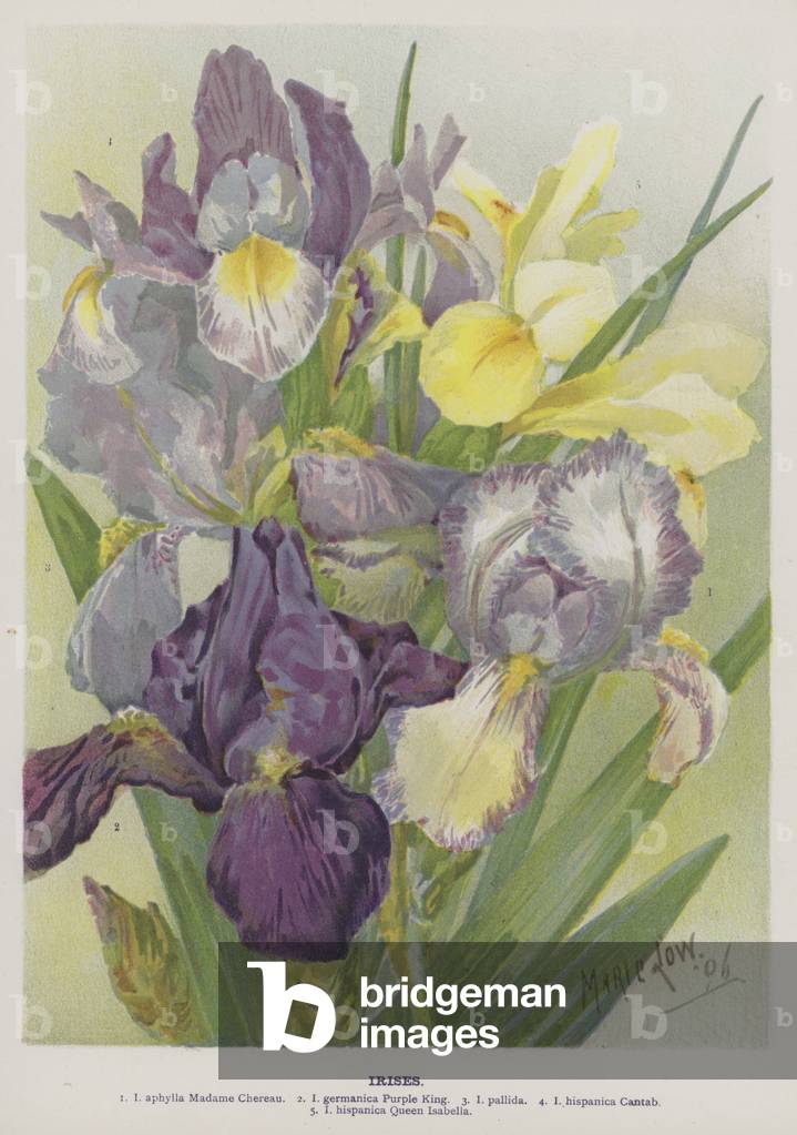 Irises (chromolitho) by Marie Low