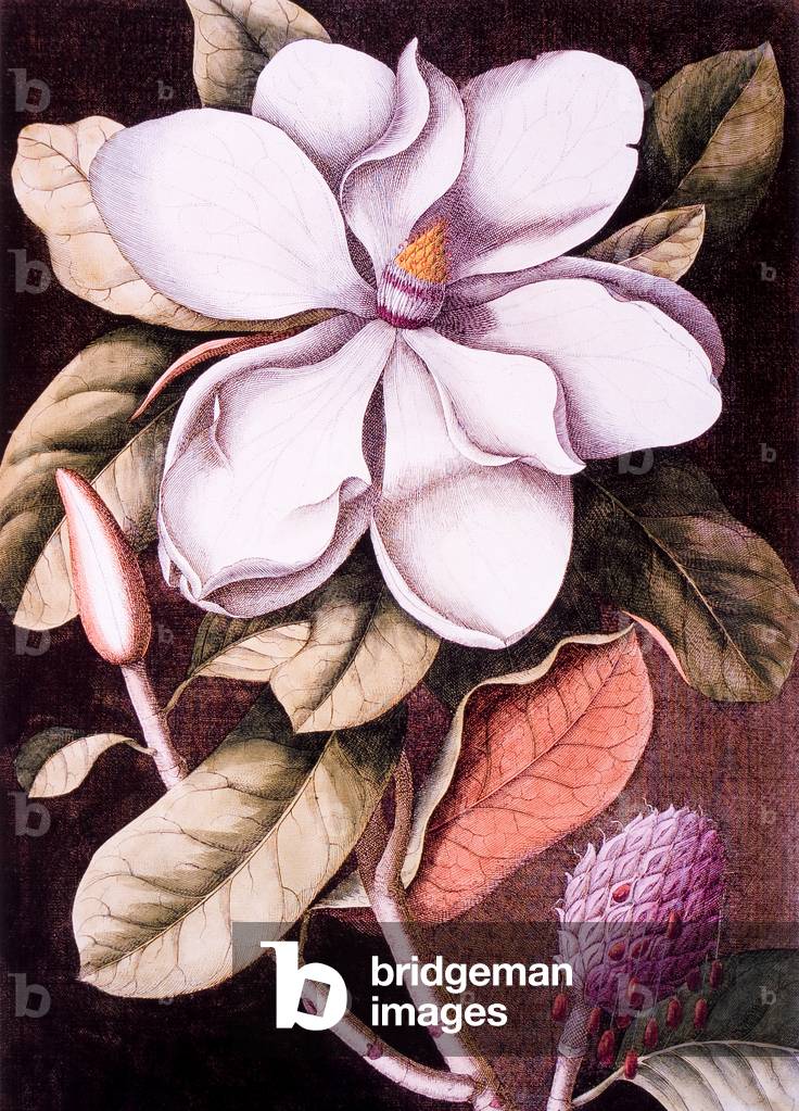 The Laurel Tree of Carolina, Hand-Colored Etching, Mark Catesby, “The Natural History of Carolina, Florida and