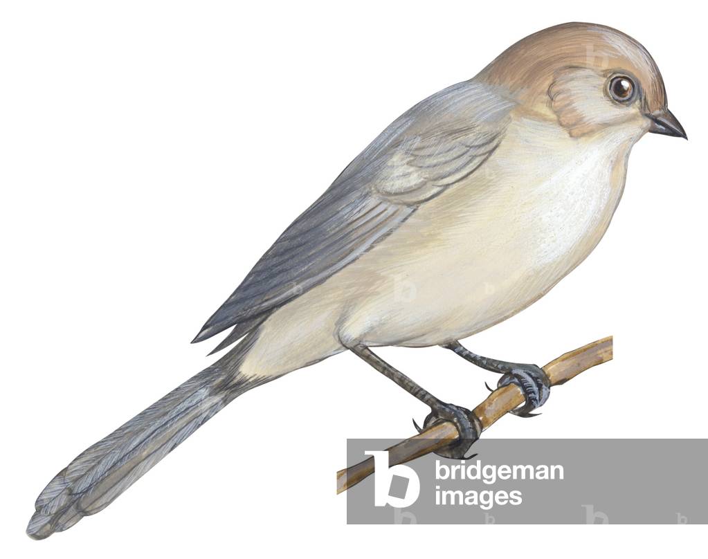"Bushtit"
