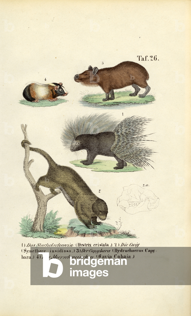 Image de Gravure représentant Rongeurs exotiques 1850 par J. W. Tenhaeff